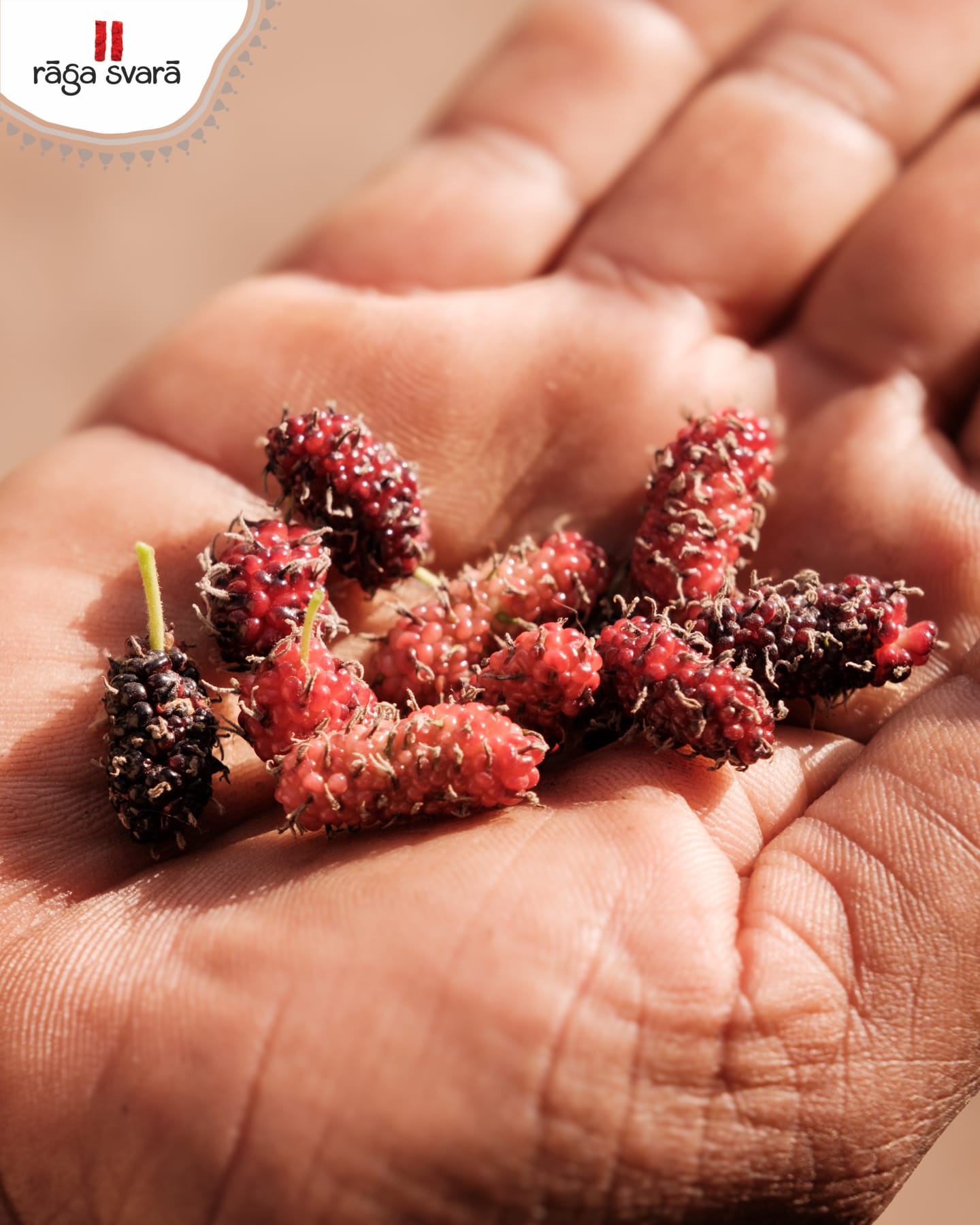 Mulberry - A delightful wild berry