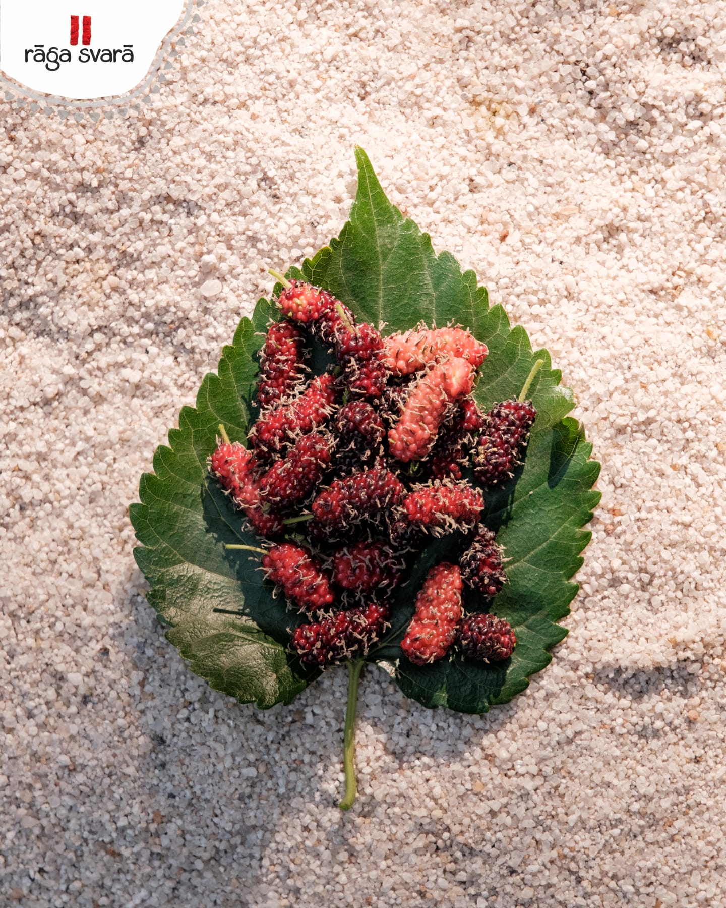 Mulberry - A delightful wild berry